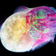 Illustration for article titled These psychedelic animal specimens are unlike anything youve ever seen